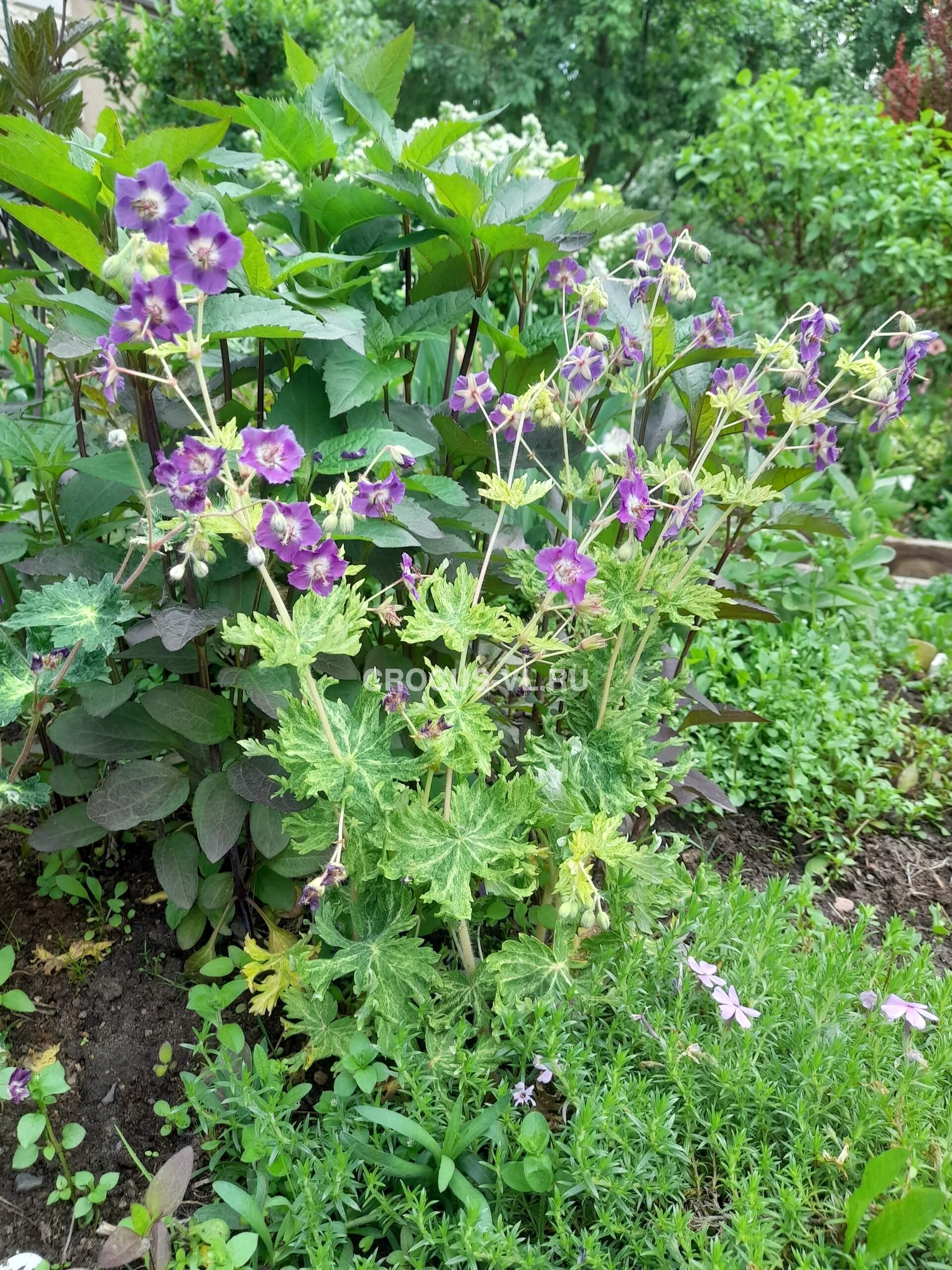 Герань темная «Margaret Wilson» Герань темная «Margaret Wilson»